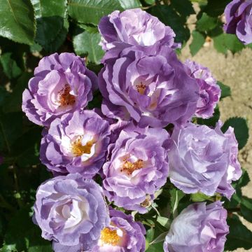 Rose - Blue For You - Bush Rose