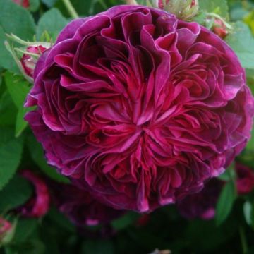 Rose Charles de Mills - Gallica Bush Rose