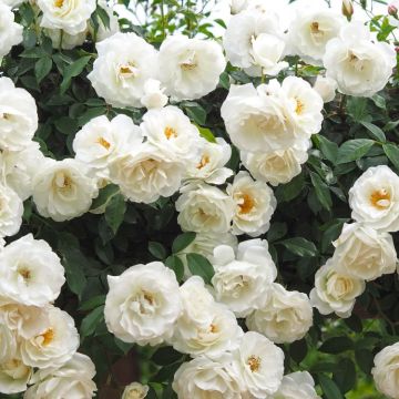 Large 5-6ft Specimen - Climbing Rose Iceberg (Shneewitchen)