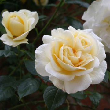 Rose 'Crème de la Crème' - Hybrid Tea Rose