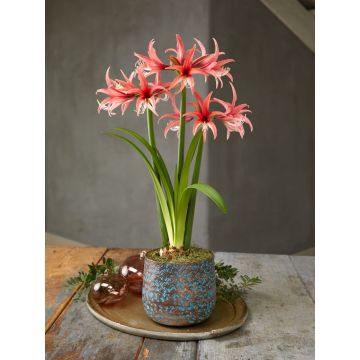 Amaryllis - Rose Cybister - Hippeastrum Bulb