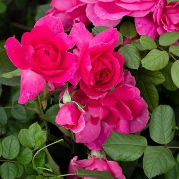 Climbing Rose Décor Arome