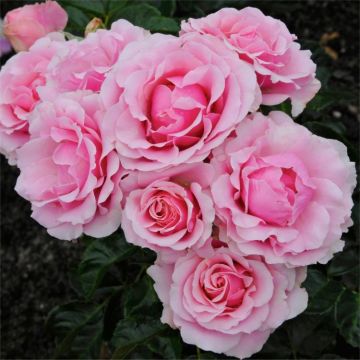 Rose Evy - Floribunda Shrub Rose