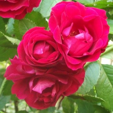 SPECIAL DEAL - Large 5-6ft Specimen Climbing Rose - Rose Flammentanz - Courtyard Climber