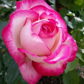 Large Hot Pink Standard Rose Tree 'Gaujard' - circa 150cms tall