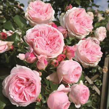 Large 6-7ft Specimen Climbing Rose - Rose Giardina - Courtyard Climber