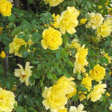 Large 6-7ft Specimen Climbing Rose - Rose Goldilocks - Courtyard Climber