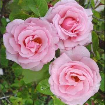 Climbing Rose Kathleen Harrop