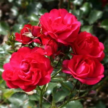 Rose Lancashire - Ground Cover Rose