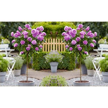 Pair of LARGE Standard LILAC Flowering Garden Rose Trees