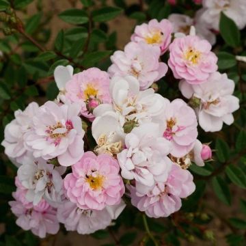 Rose Little Rambler  - Climbing-Rambling Rose