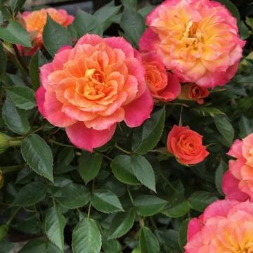 Rose Mandarin