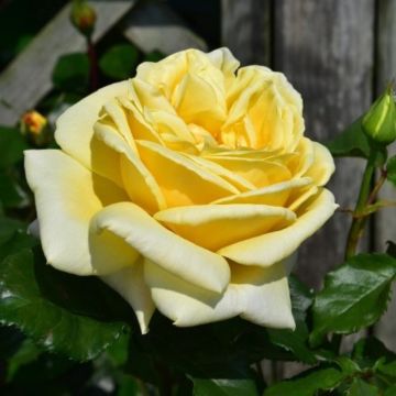 Rose 'Norwich Cathedral' - Floribunda Rose
