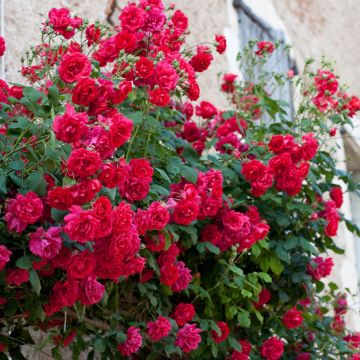 Climbing Rose Pauls Scarlet