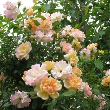 Rose Phyllis Bide - Rambling Rose