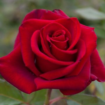 Rose 'Precious Time' - Hybrid Tea Rose