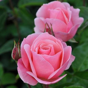 Large Pink Standard Rose Tree 'Queen Elizabeth'  - circa 150cms tall