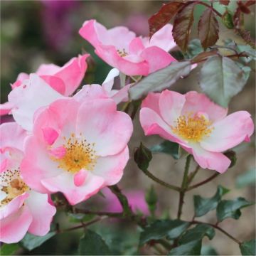 Rose Rosy Cushion - Ground Cover Rose