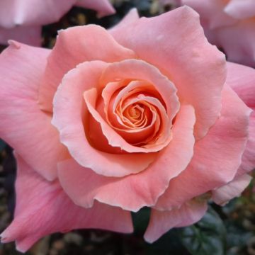 Rose Sally's Rose