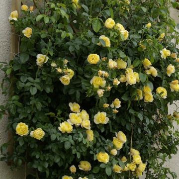 Rose Soleil Vertical - Climbing Rose