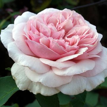 Climbing Rose - Rose Souvenir de la Malmaison