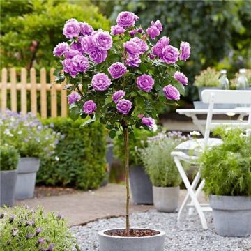 Large Lilac Standard Rose Tree 'Lady X'  - circa 150cms tall