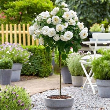 Large Standard Rose Tree 'White Queen Elizabeth'  - circa 150cms tall