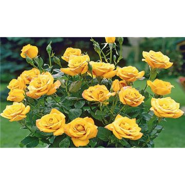 Large Standard Yellow Rose Tree