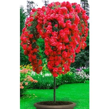 Large Standard Rose Tree - Scarlet Weeping 