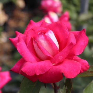 Rose 'Charlies Rose' - Hybrid Tea Rose