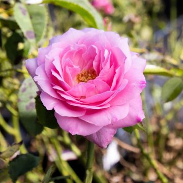Rosa 'Baroness Rothschild' - Floribunda Rose 