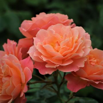 Rose Bordure Apricot