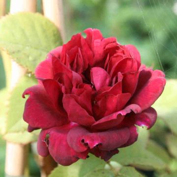 Large 6-7ft Specimen Climbing Rose - Burgundy Rambler