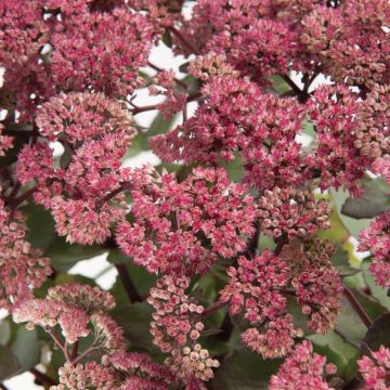 Sedum 'Seduction Rose Charm'