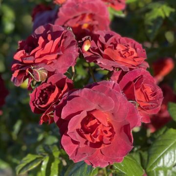 Rose 'Chocoholic' - Climbing Rose