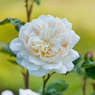 Large 5-7ft Climbing Rose  Madame Alfred Carriere