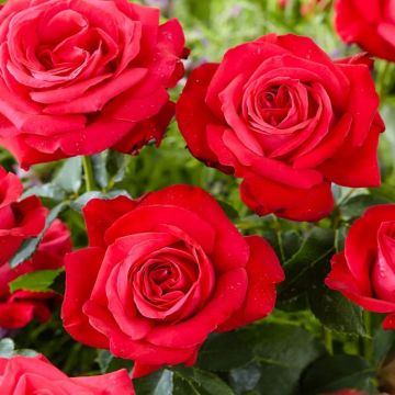 Large Standard Rose Tree 'Dame De Coeur' 
