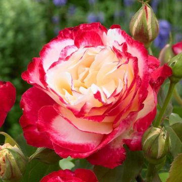 Rose Double Delight