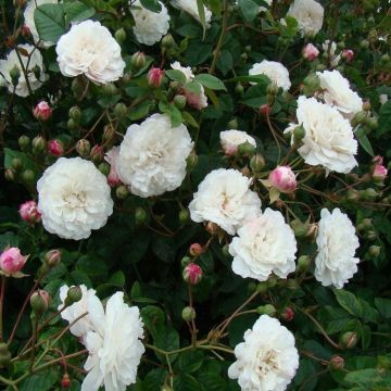 Rose Felicite Perpetue - Climbing Rambling Rose