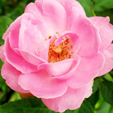 Rose 'Friend for Life' - Floribunda Rose
