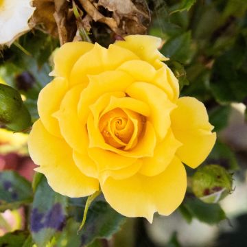 Rosa Flower Power Gold - Patio Shrub Rose 