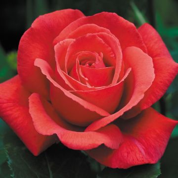 Rose 'Fragrant Cloud' - Hybrid Tea Rose 