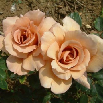 Rose Julia Rose