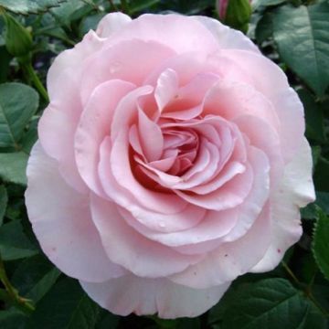 Rose Lace - Bush Rose