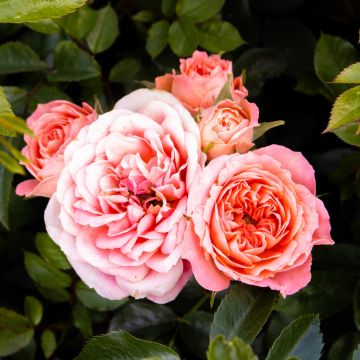 Rose Lancashire - Ground Cover Rose