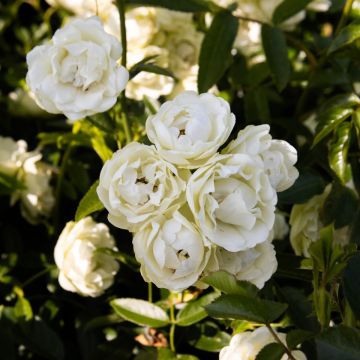 Rosa Little Bo-Peep - Patio Shrub Rose
