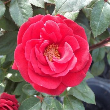 Rose 'Love Knot' - Climbing Rose