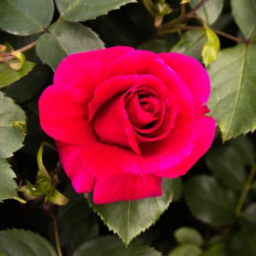 Rose 'Lovestruck' - Floribunda Rose 