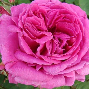 Rose Madame Isaac Pereire - Shrub Rose