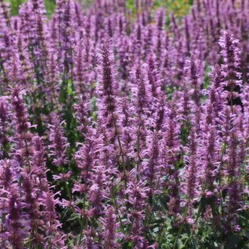 Agastache pallidiflora subsp. neomexicana 'Rose Mint' - In Bud & Bloom